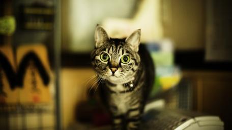 Curious Domestic Cat Staring Intently wallpaper