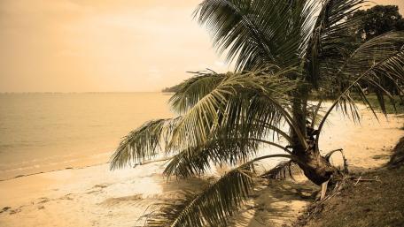 Tropical Tranquility by the Shore wallpaper