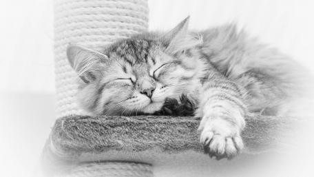 Dreamy Monochrome Cat Illustration wallpaper
