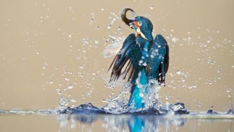 Vibrant Kingfisher in Action wallpaper