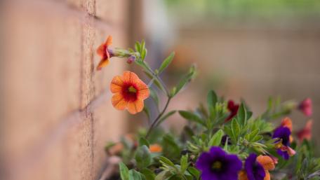 Vibrant Petunias Against a Textured Wall wallpaper