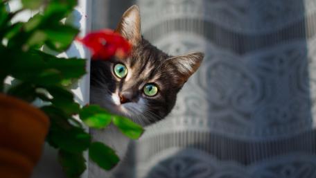 Curious Cat Peeking Behind the Curtain wallpaper
