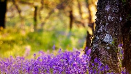 Serene Forest with Wildflowers and Tree Trunk wallpaper