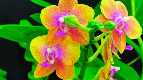 Vibrant Orchids in Bloom Displaying Nature's Beauty wallpaper