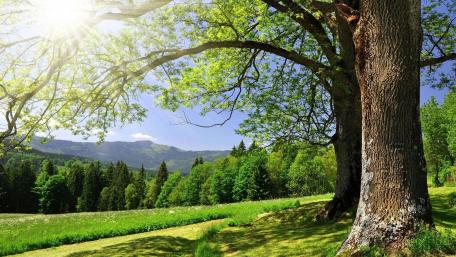 Springtime Serenity in Nature's Embrace wallpaper