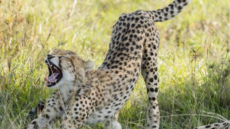 Majestic Cheetah Stretching in the Savanna Grasslands wallpaper