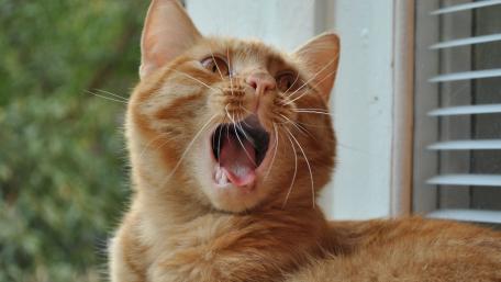 Sleepy Ginger Cat Yawning Funny Moment wallpaper