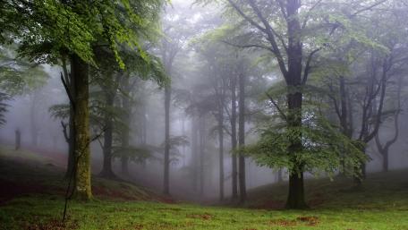 Mystical Forest in the Gentle Misty Embrace wallpaper