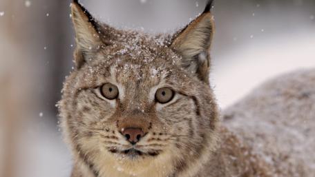 Eurasian Lynx in a Snowy Wonderland wallpaper