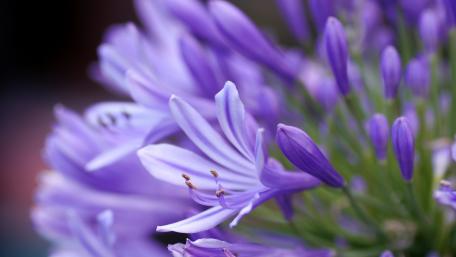 Delicate Blue Blooms in Nature's Embrace wallpaper