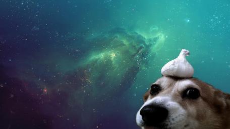 Garlic dog wallpaper
