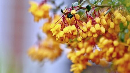 Vibrant Yellow Flower Wallpaper for Your Space wallpaper