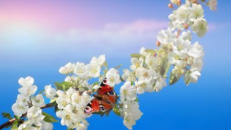 Bright Butterfly Amid Blossoms in Springtime Beauty wallpaper