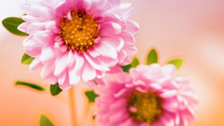 Delicate Pink Blossoms in Soft Light wallpaper