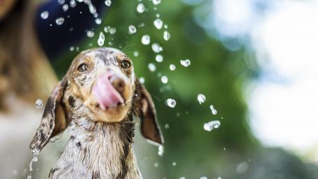 Joyful Dog Playing in Water wallpaper