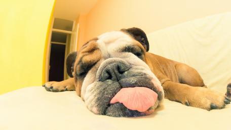 Adorable Bulldog with Its Tongue Out Sleeping in Comfort wallpaper