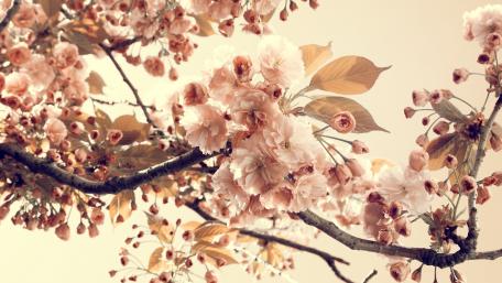 Delicate Blossoms of Spring in Vintage Hues wallpaper