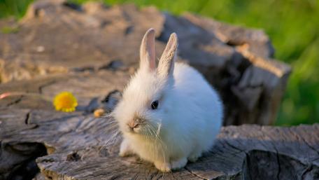 Adorable White Bunny Plush on a Log wallpaper