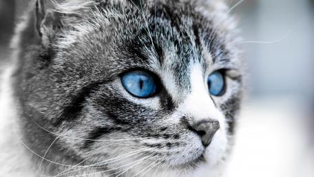 Mesmerizing Blue-Eyed Cat Wallpaper wallpaper