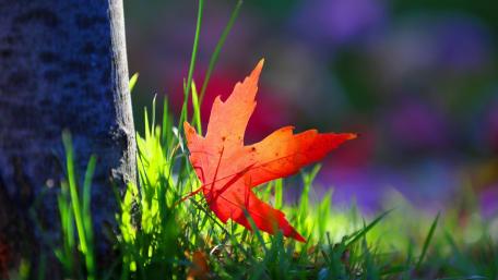 Vibrant Red Leaf Among Green Grass in Autumn wallpaper