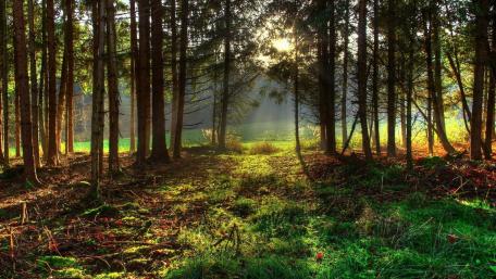 Sunlit Glade in Serene Forest Atmosphere wallpaper