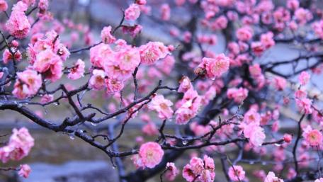 Spring Sakura Blossoms in Kyoto Gardens wallpaper