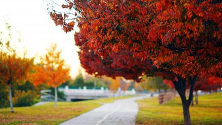 Autumn Pathway Surrounded by Vibrant Foliage wallpaper