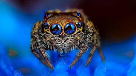 Jumping Spider's Enchanting Blue World wallpaper