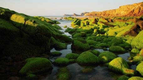 Mossy Shores Embracing Serenity wallpaper