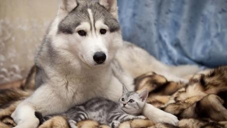 Husky and Cat Cuddling Together in Cozy Setting wallpaper