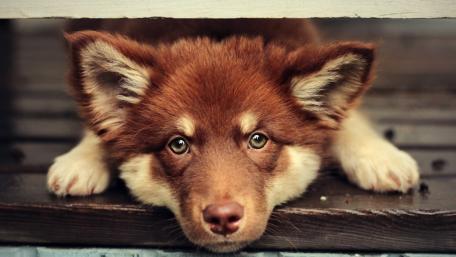 Adorable Finnish Lapphund Puppy Wallpaper wallpaper