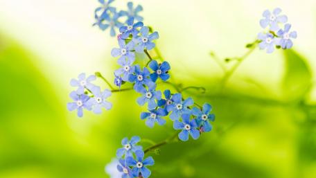 Gentle Blue Blossoms Illuminating Nature's Canvas wallpaper