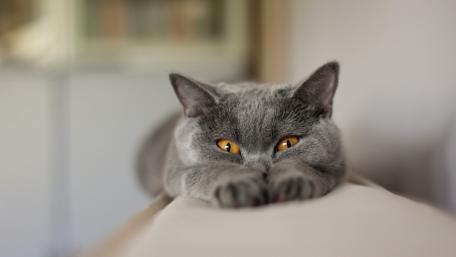 Charming Chartreux Cat Relaxing on Soft Surface wallpaper