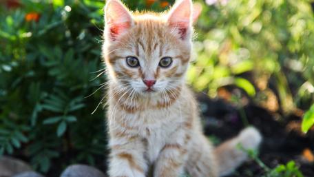 Cozy Tabby Kitten in Sunlit Garden wallpaper