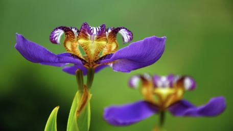 Vibrant Bearded Iris Blooms in Purple wallpaper