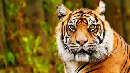 Majestic Tiger Profile in Natural Habitat wallpaper