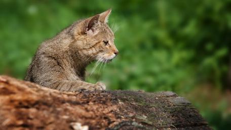 Wild Cat Relaxing in Nature's Embrace wallpaper