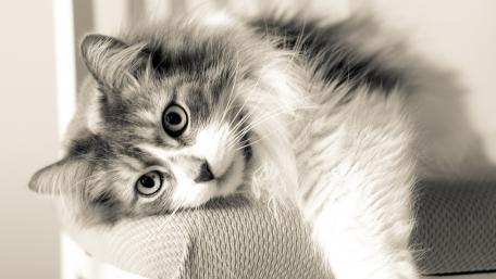 Charming Cat Relaxing on a Seat wallpaper