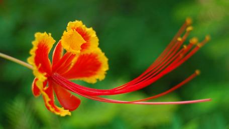 Vibrant Peacock Flower in Bloom wallpaper