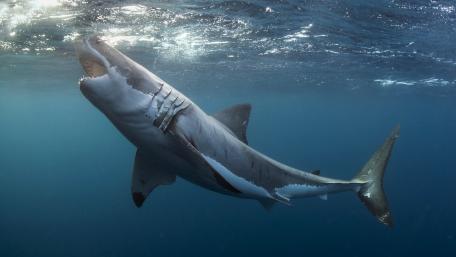 Mighty Predator of the Deep wallpaper
