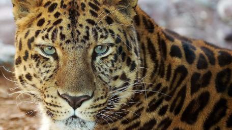 Majestic Amur Leopard Portrait wallpaper