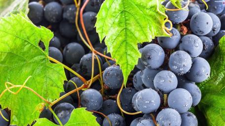 Vibrant Red Grapes on Green Vines wallpaper