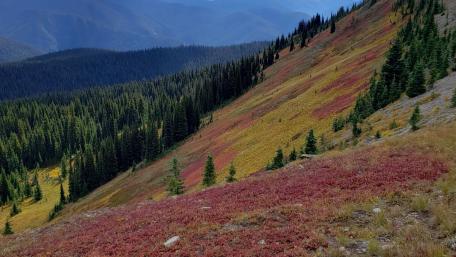 Vibrant Autumn Meadow Landscape wallpaper