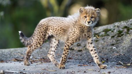 Playful Cheetah Cub in the Wild Setting wallpaper