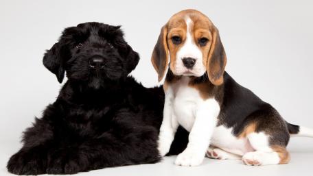 Adorable Puppies Bringing Joy to Your Space wallpaper