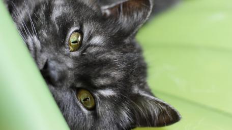 Charming Close-up of a Cat's Face wallpaper