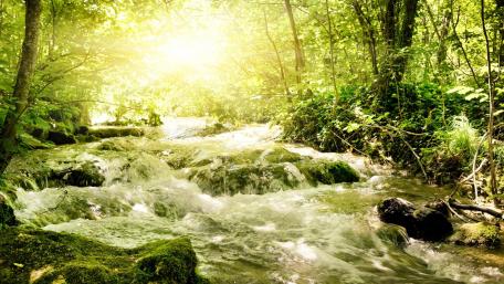 Serene Forest Stream Under Sunlight wallpaper
