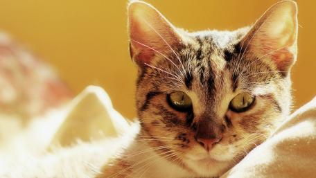 Charming Cat in Sunlight wallpaper