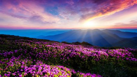 Magic pink rhododendron flowers on summer mountain. Carpathian, Ukraine. wallpaper