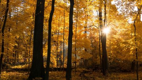 Golden Autumn Glow in the Forest wallpaper